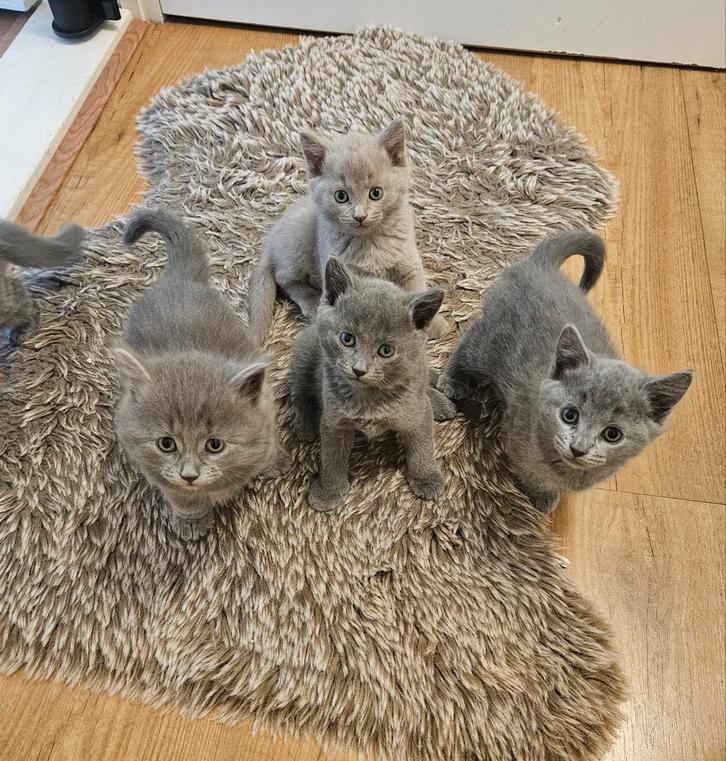 Blauwe Rus kittens, Dieren en Toebehoren, Katten en Kittens | Raskatten | Korthaar, Meerdere dieren, 0 tot 2 jaar