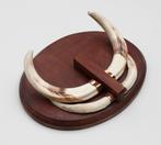 Tanden WRATTENZWIJN op hardhouten schild (ref. A), Verzamelen, Ophalen of Verzenden, Gebruikt, Wild dier, Overige typen