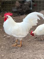 Witte leghorn kriel, Dieren en Toebehoren, Mannelijk, Kip
