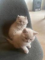 Britse korthaar kittens., Dieren en Toebehoren, Katten en Kittens | Raskatten | Korthaar, Meerdere dieren