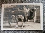 Artis zoo Kameel met Jong, Verzamelen, Ansichtkaarten | Themakaarten, Ophalen of Verzenden