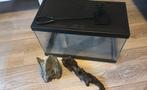 Aquarium met accessoires, Dieren en Toebehoren, Ophalen of Verzenden, Gebruikt, Leeg aquarium