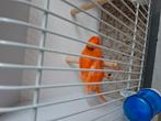 Kanarie, Dieren en Toebehoren, Vogels | Kanaries