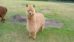 Alpaca hengst veulen, Dieren en Toebehoren, Juli, Mannelijk
