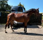 (Nieuwe adv)Mooie toekomstige sportpony, Dieren en Toebehoren, Pony's, Ruin, Zadelmak, 3 tot 6 jaar, C pony (1.27m tot 1.37m)