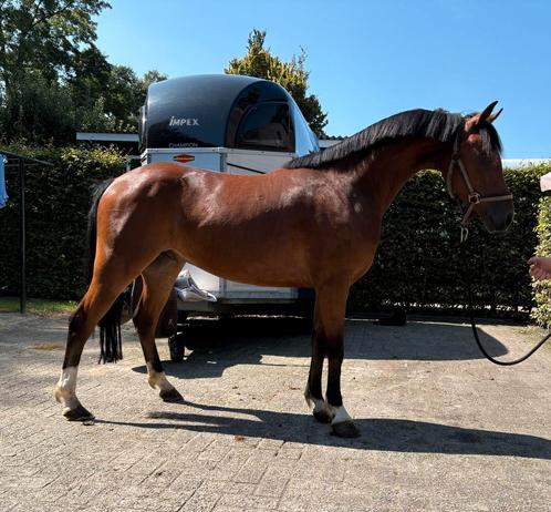 (Nieuwe adv)Mooie toekomstige sportpony, Dieren en Toebehoren, Pony's, Ruin, Zadelmak, C pony (1.27m tot 1.37m), 3 tot 6 jaar