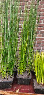 Winter groene vijver/ rand planten als set, Ophalen, Volle zon