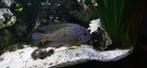 Koppel Geophagus Braziliensis, Vis, Zoetwatervis