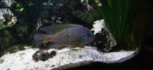 Koppel Geophagus Braziliensis, Dieren en Toebehoren, Vissen | Aquariumvissen, Zoetwatervis, Vis