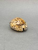 Tijger Kauri  Cypraea Tigris, Ophalen of Verzenden
