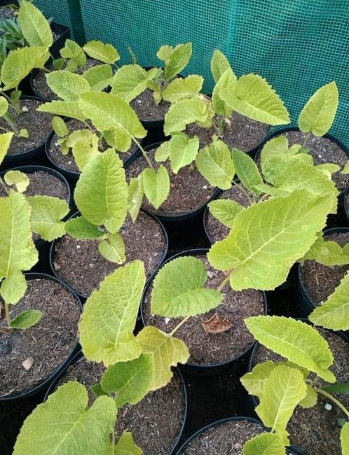 Te koop koeienogen, Tuin en Terras, Planten | Tuinplanten, Ophalen