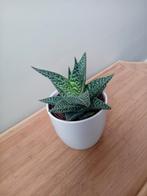 Aloe vetplant met kleintje incl pot, Huis en Inrichting, Kamerplanten, Ophalen, Vetplant, In pot, Minder dan 100 cm