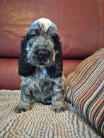Engelse cocker spaniel pups, België, Fokker | Hobbymatig, Rabiës (hondsdolheid), 8 tot 15 weken