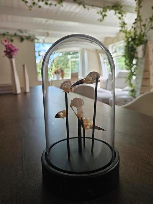 Glazen stolp met vogel schedels, taxidermie, Huis en Inrichting, Woonaccessoires | Stolpen, Zo goed als nieuw, Ophalen