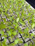 Krop sla, Ophalen, Eenjarig, Groenteplanten, Volle zon