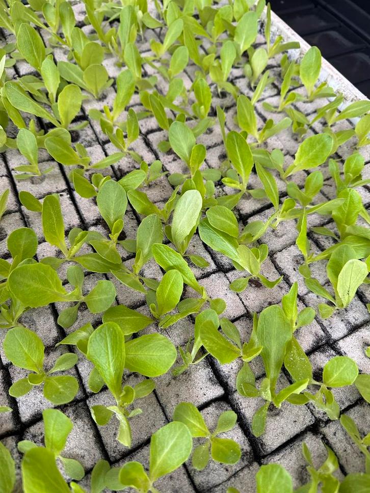 Krop sla, Tuin en Terras, Planten | Tuinplanten, Eenjarig, Groenteplanten, Volle zon, Ophalen