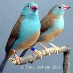 GEZOCHT ZIE FOTO'S    (foto's van internet), Dieren en Toebehoren, Vogels | Overige Vogels, Mannelijk