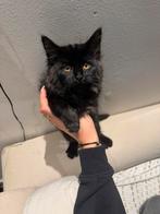 Maine-coons kittens, Dieren en Toebehoren, Meerdere dieren