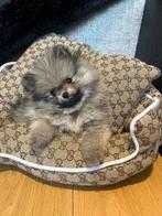 Pomeriaan mini pup bearface teefje, Dieren en Toebehoren, Honden | Poolhonden, Keeshonden en Oertypen, Particulier, 8 tot 15 weken