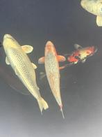 Yuki asagi, Dieren en Toebehoren, Vissen | Vijvervissen, Karper of Koi