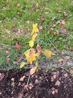 Jonge Zomereik - Biologisch & met Garantie, Tuin en Terras, Planten | Bomen, Bloeit niet, Overige soorten, 100 tot 250 cm, Ophalen