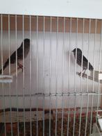 Koppel zwart ,rood ,agaat mozaiek kanarie,s, Dieren en Toebehoren, Meerdere dieren, Kleurkanarie