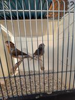 Mooie koppels harlekijn kanaries, Dieren en Toebehoren, Vogels | Kanaries, Meerdere dieren, Kleurkanarie