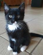 Erg lief tam  poesje zoekt nieuw baasje., Dieren en Toebehoren, Katten en Kittens | Raskatten | Korthaar, Poes