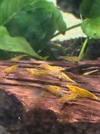 Citroen garnalen te koop, Dieren en Toebehoren, Vissen | Aquariumvissen, Kreeft, Krab of Garnaal, Zoetwatervis, Schoolvis