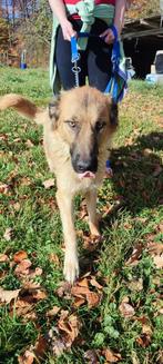 Rue–een energieke en liefdevolle mama op zoek naar een thuis, Particulier, 1 tot 2 jaar, Buitenland, Teef