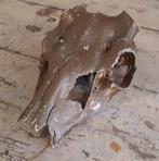 Schedel dier origineel goud kleur 24 cm hoog 13 cm breed, Ophalen of Verzenden, Gebruikt, Schedel