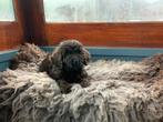 Bernedoodle pup teefje zoekt baasje - de liefste familiehond, Dieren en Toebehoren, Honden | Niet-rashonden, Rabiës (hondsdolheid)