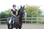 Knappe 7 jarige ruin te koop!, Dieren en Toebehoren, Gechipt, Ruin, L, 7 tot 10 jaar