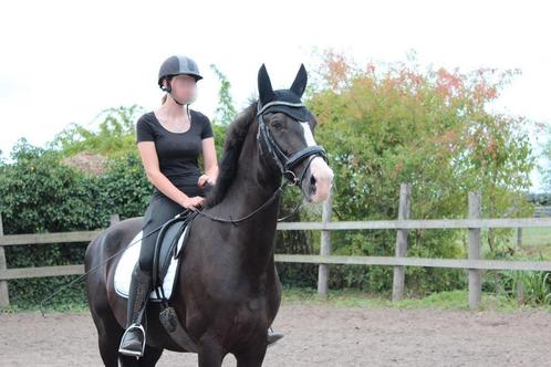 Knappe 7 jarige ruin te koop!, Dieren en Toebehoren, Paarden, Ruin, L, 165 tot 170 cm, 7 tot 10 jaar, Recreatiepaard, Met stamboom
