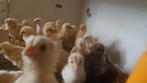 Brahma kuikens 2-2.5wk, Geslacht onbekend, Kip