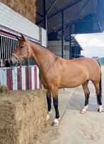 Prachtige 14 jarige merrie, Dieren en Toebehoren, Merrie, Springpaard, B, 11 jaar of ouder