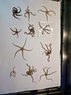 Nog enkele mooie slangen zeesterren, Ophalen of Verzenden