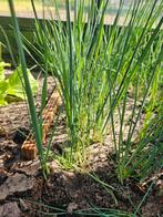 Prei  plantjes, Tuin en Terras, Planten | Tuinplanten, Volle zon, Groenteplanten, Eenjarig, Ophalen of Verzenden