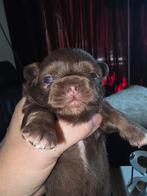 Chihuahua 2x choco reutje geboren 31 mei, Dieren en Toebehoren, Honden | Chihuahua's en Gezelschapshonden, CDV (hondenziekte)