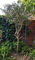 Olijfboom gratis ophalen, Tuin en Terras, Planten | Bomen, Olijfboom, Volle zon, Ophalen, 100 tot 250 cm