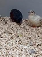 Chineese dwergkwartels koppels, Meerdere dieren, Tropenvogel