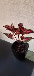 Siernetel (Coleus) planten met opvallende rode bladeren., Huis en Inrichting, Kamerplanten, Ophalen of Verzenden, Overige soorten