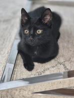 Mooie kitten !, Poes