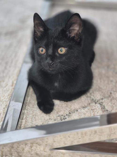 Mooie kitten !, Dieren en Toebehoren, Katten en Kittens | Overige Katten, Poes