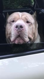American Bully Lilac-Merle (DEKREU/NIET TE KOOP), Reu, Parvo, Eén hond, 3 tot 5 jaar