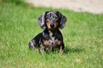 Kortharige Teckel pups te koop (blue merle), Dieren en Toebehoren, Honden | Teckels en Dashonden, Standaard, Rabiës (hondsdolheid)