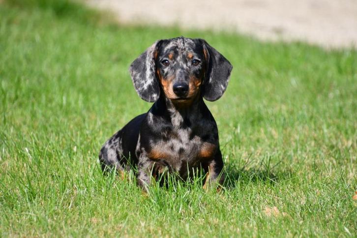 Kortharige Teckel pups te koop (blue merle), Dieren en Toebehoren, Honden | Teckels en Dashonden, Meerdere dieren, Korthaar, Standaard