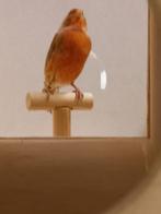 foto kooi, Dieren en Toebehoren, Ophalen, Zo goed als nieuw, Hout, Vogelkooi