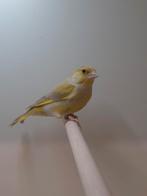 6-0 Europese groenling, Dieren en Toebehoren, Vogels | Overige Vogels, Mannelijk, Wildzangvogel, Geringd