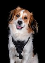 Hond voor herplaatsing 2 jaar, Ophalen, Hond